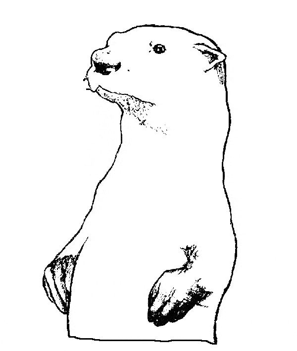 Otter coloring #12, Download drawings
