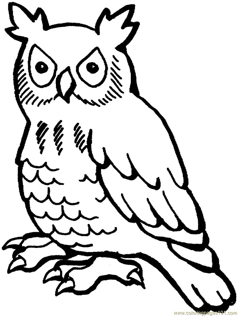 Owl coloring #5, Download drawings