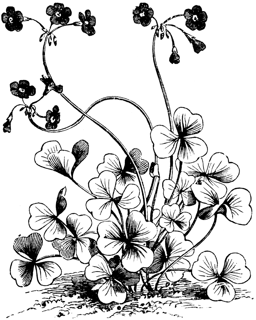 Oxalis clipart #1, Download drawings