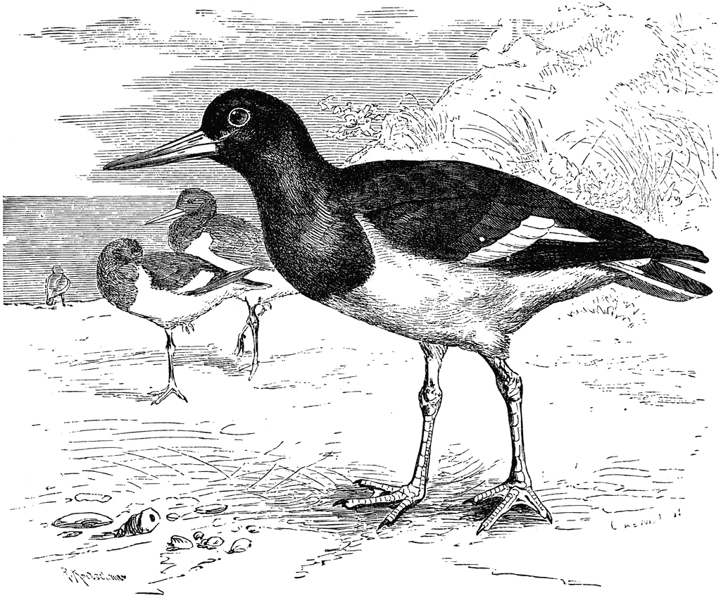 Oyster Catchers clipart #5, Download drawings
