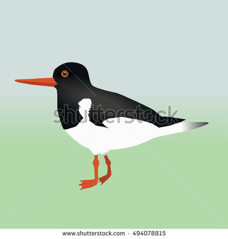 African Oyster Catcher coloring #6, Download drawings