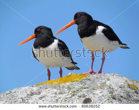 Oyster Catchers coloring #12, Download drawings