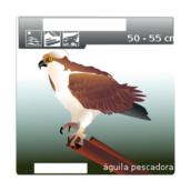Oystercatcher svg #6, Download drawings