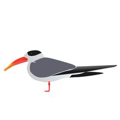 Oyster Catchers svg #16, Download drawings