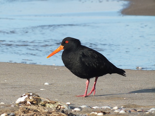 Oystercatcher svg #5, Download drawings