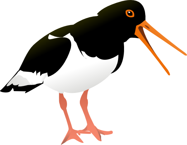 Oystercatcher svg #20, Download drawings