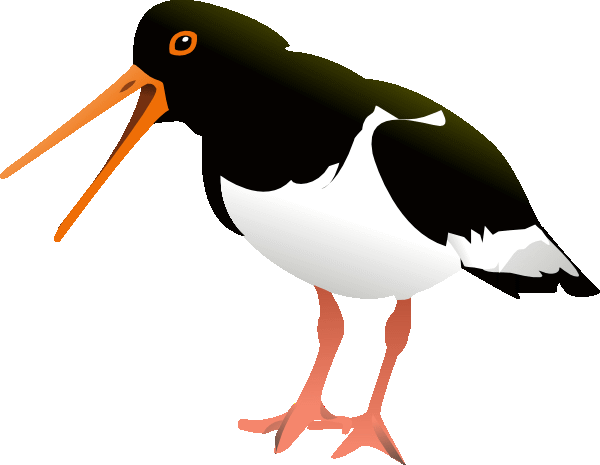 Oystercatcher svg #17, Download drawings
