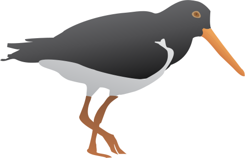 Oystercatcher svg #19, Download drawings