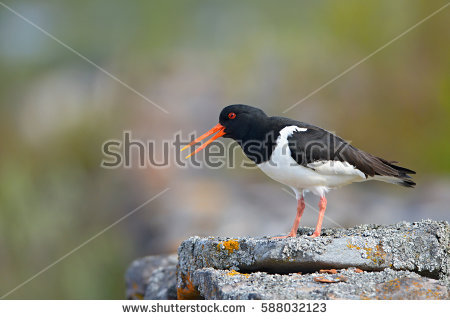 Oystercatcher clipart #15, Download drawings