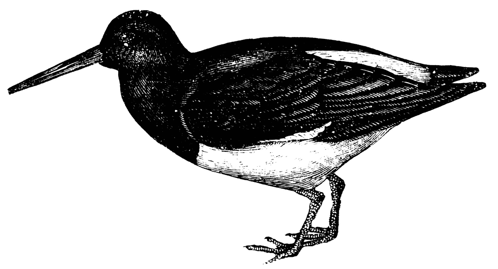 Oystercatcher clipart #7, Download drawings