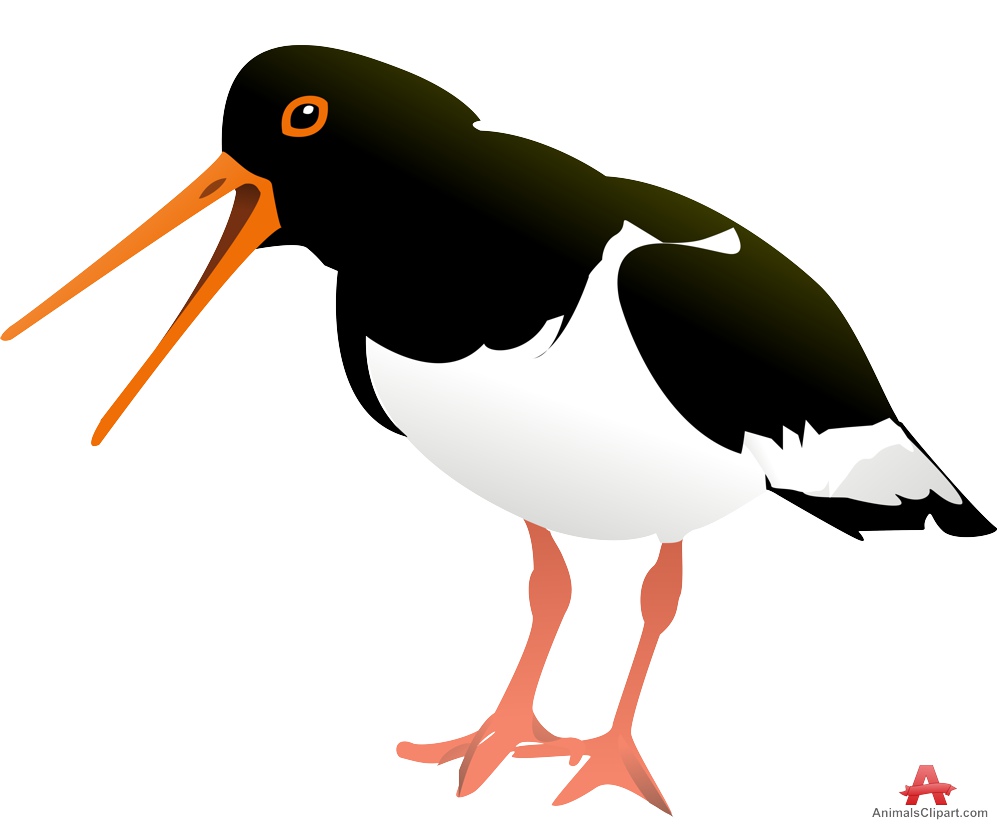 Oystercatcher clipart #6, Download drawings