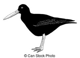 Oystercatcher clipart #17, Download drawings