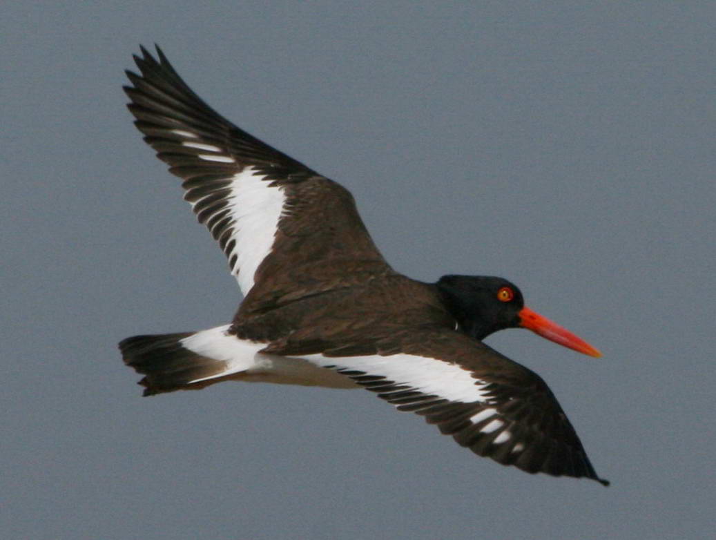 Oystercatcher coloring #5, Download drawings