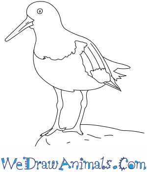 Oystercatcher coloring #16, Download drawings