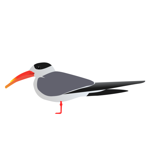 Oystercatcher svg #13, Download drawings
