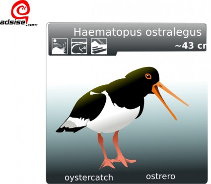 Oystercatcher svg #16, Download drawings