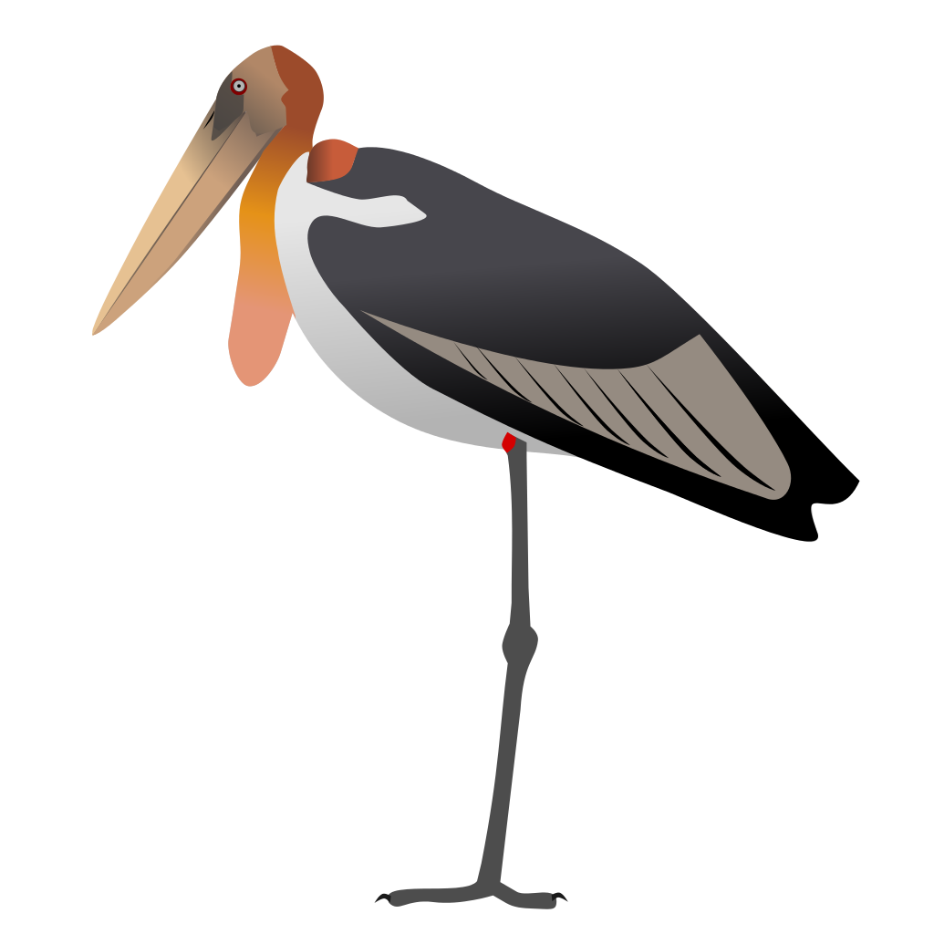 Oystercatcher svg #12, Download drawings