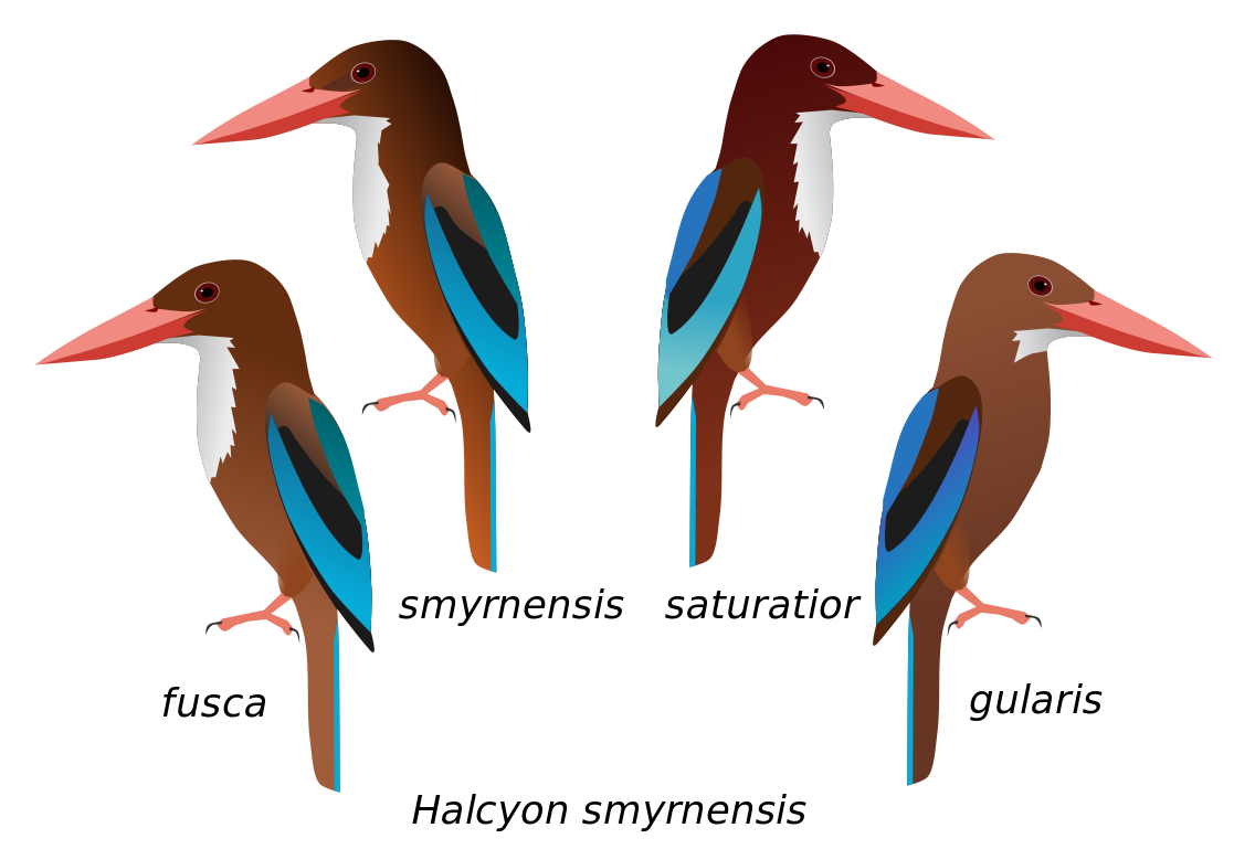 Oystercatcher svg #4, Download drawings