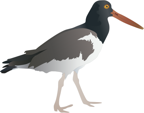 Oystercatcher svg #18, Download drawings