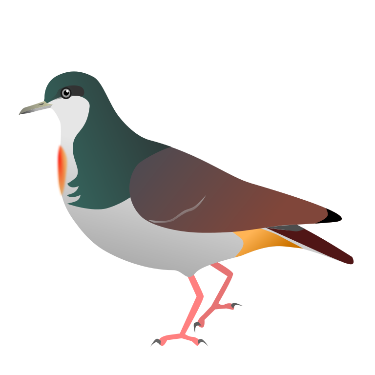 Oystercatcher svg #9, Download drawings