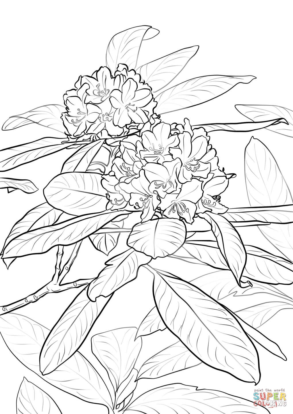 Rhododendron coloring #17, Download drawings