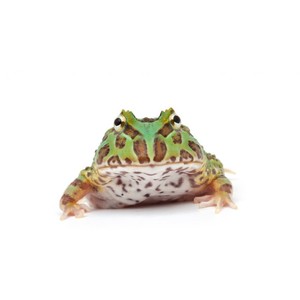 Pac-man Frog svg #11, Download drawings
