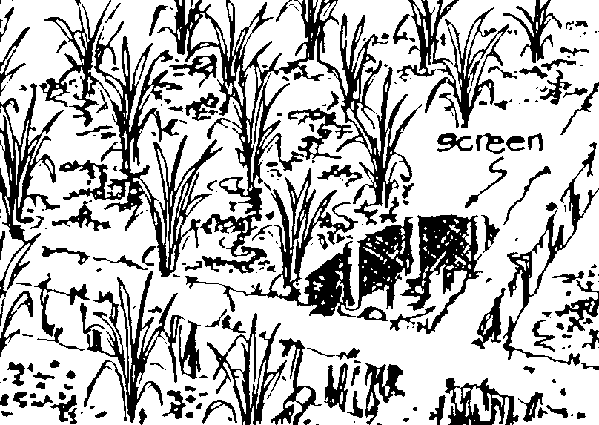 Paddy Field coloring #2, Download drawings