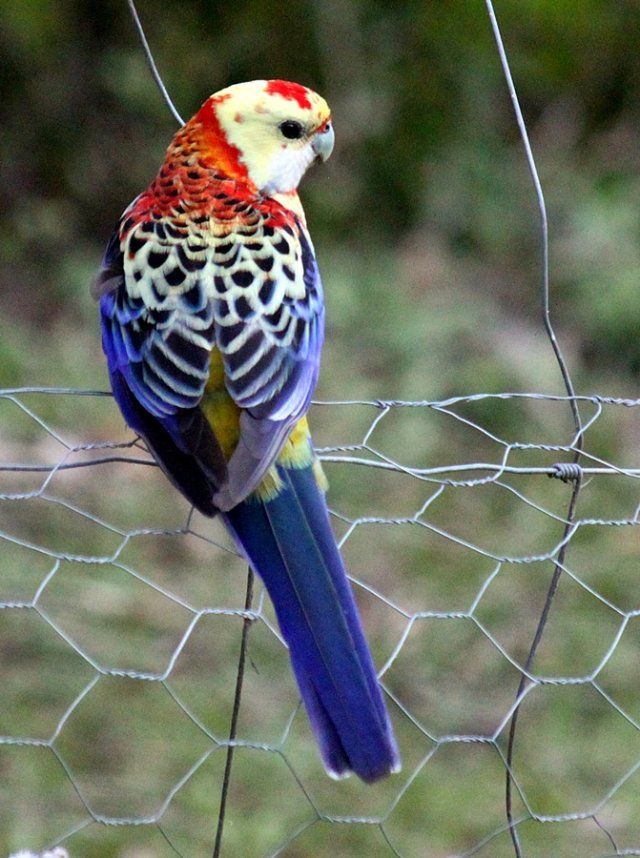 Pale-headed Rosella clipart #3, Download drawings