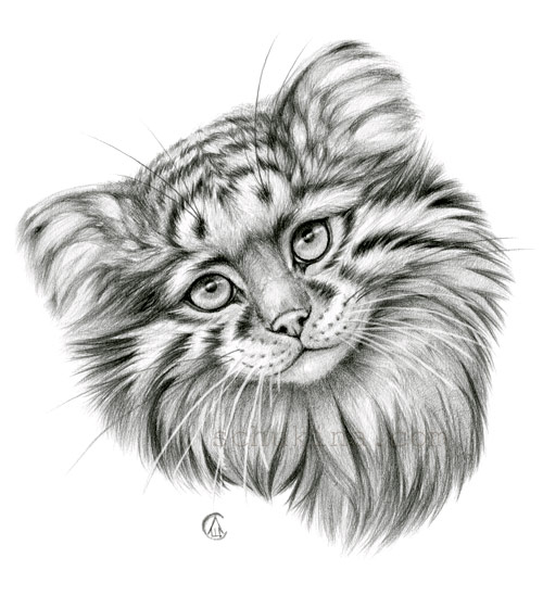 Palla's Cat coloring #9, Download drawings