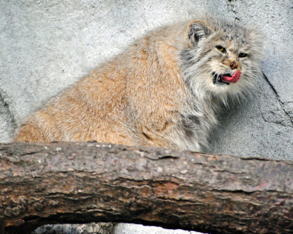 Pallas's Cat clipart #18, Download drawings