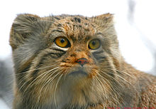 Pallas's Cat svg #18, Download drawings