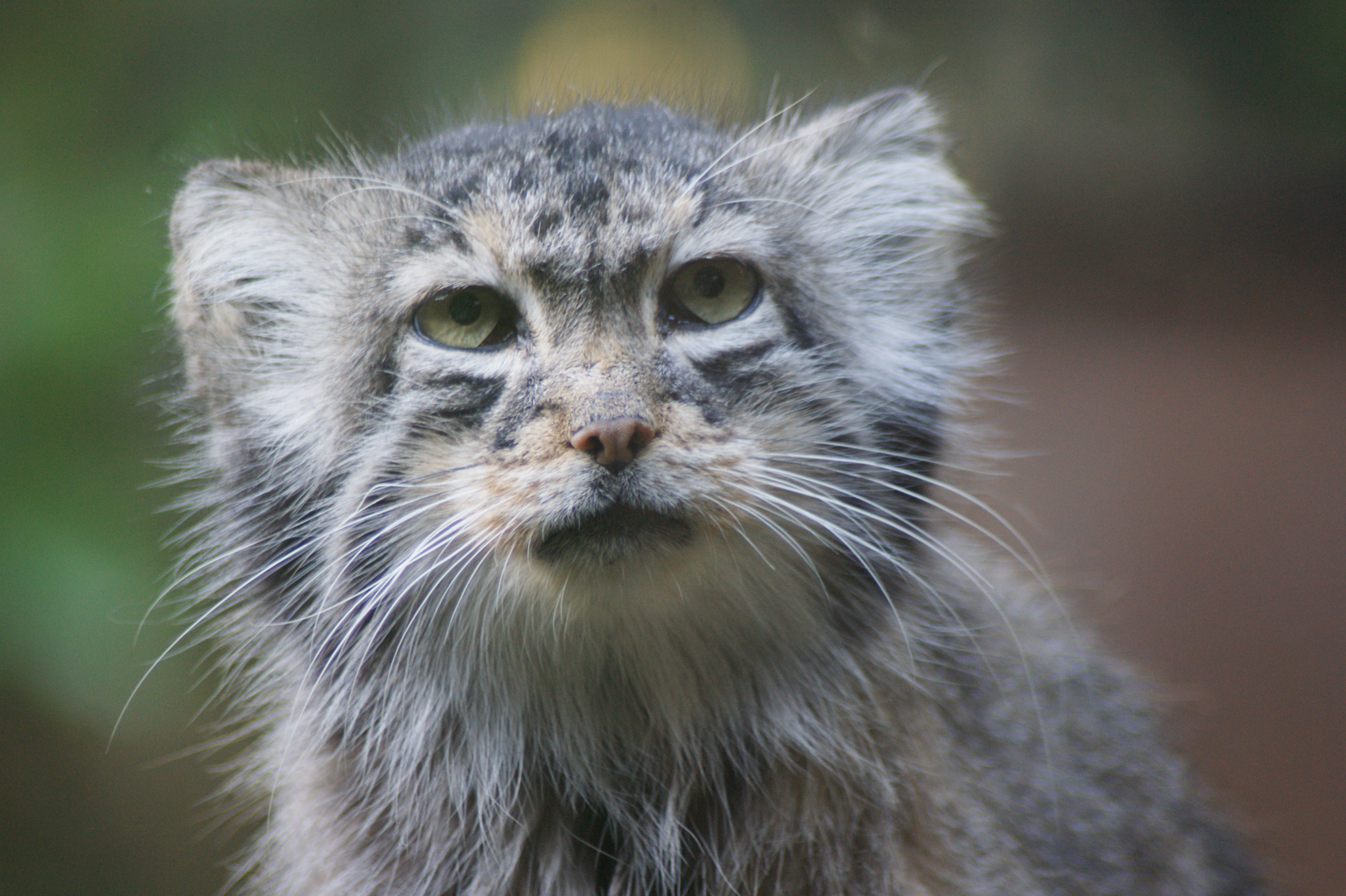 Pallas's Cat svg #10, Download drawings