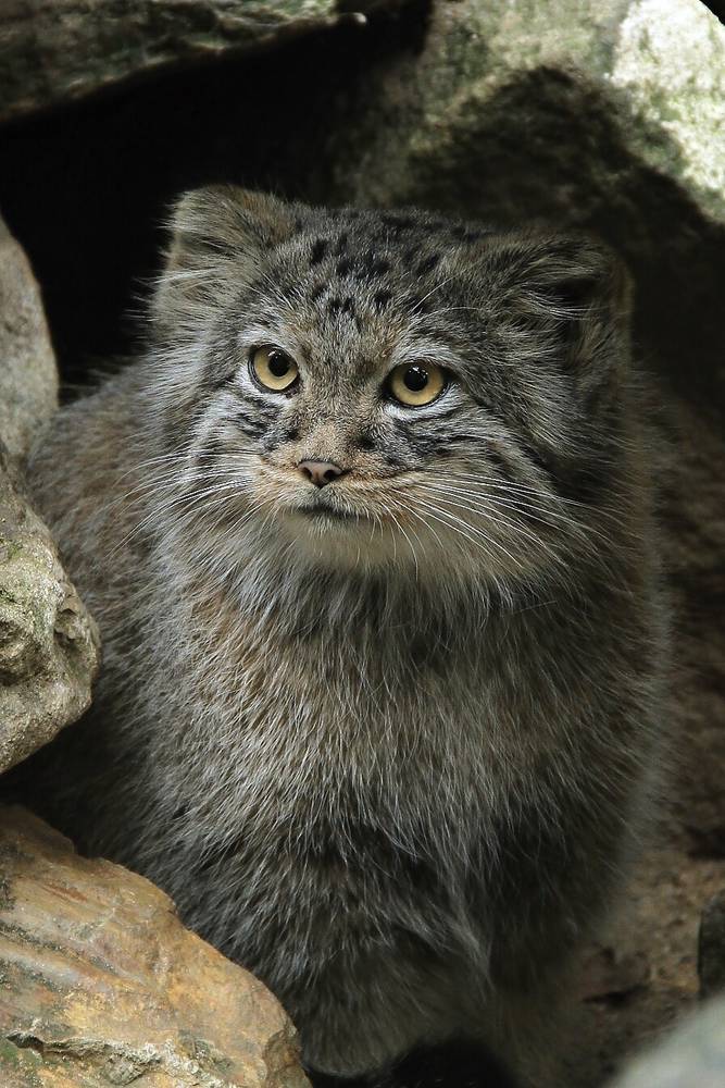 Pallas's Cat svg #1, Download drawings