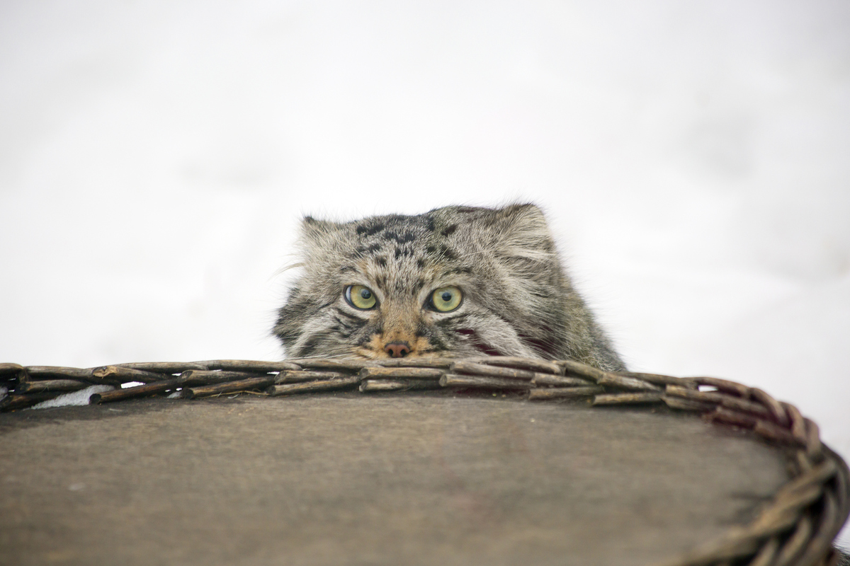 Pallas's Cat svg #17, Download drawings