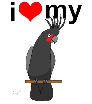 Palm Cockatoo clipart #6, Download drawings