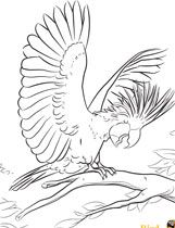 White Cockatoo coloring #13, Download drawings