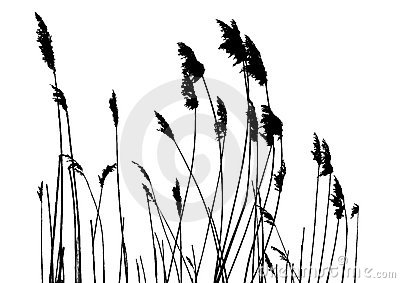 Pampas Grass clipart #17, Download drawings