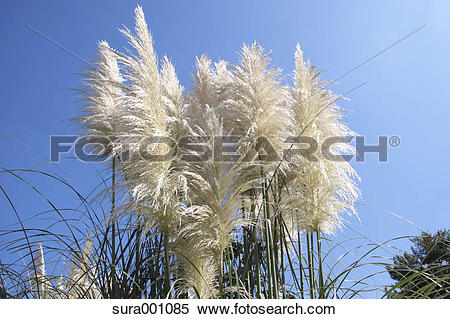 Pampas Grass clipart #11, Download drawings