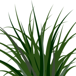 Pampas Grass clipart #10, Download drawings