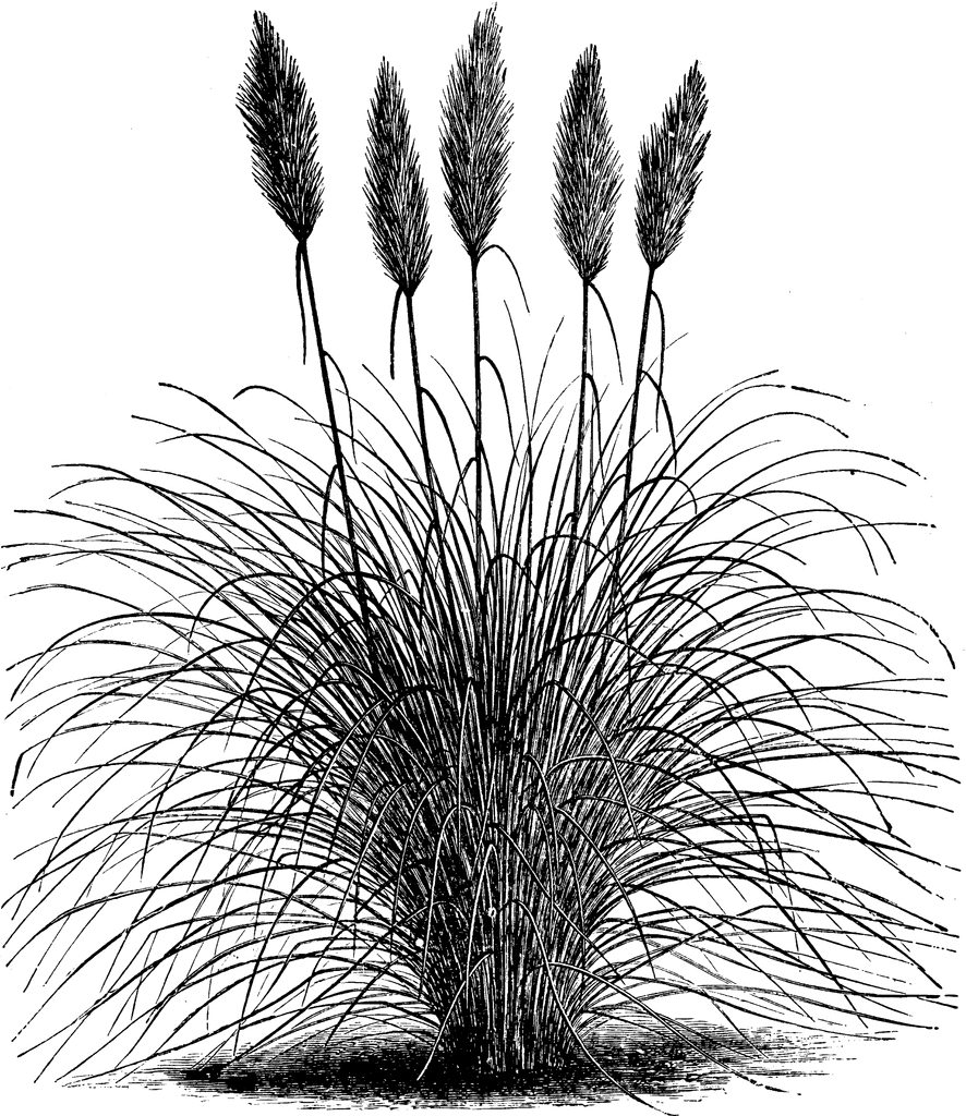 Pampas Grass clipart #5, Download drawings