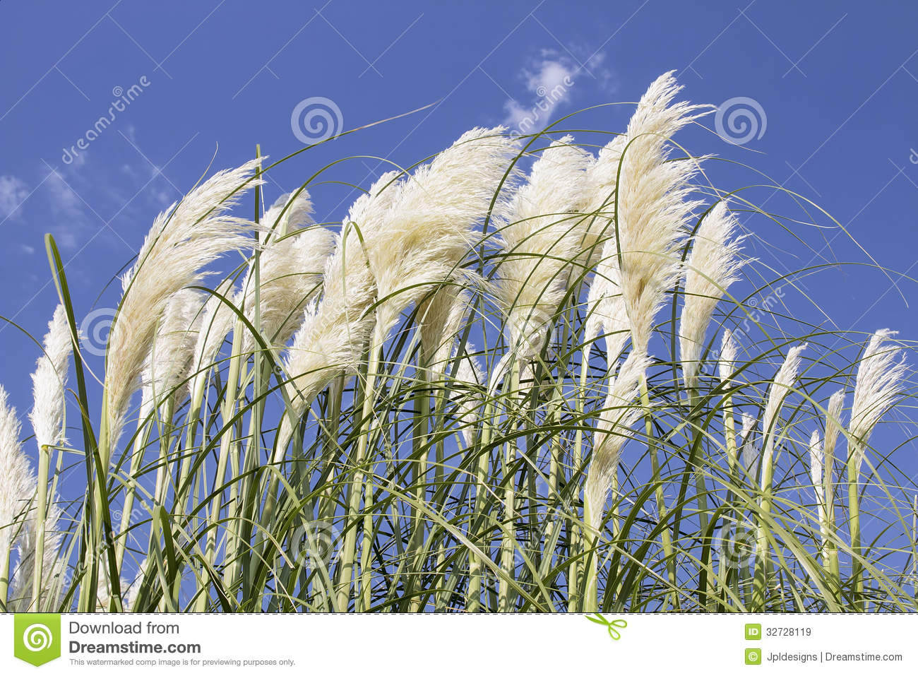 Pampas Grass clipart #19, Download drawings