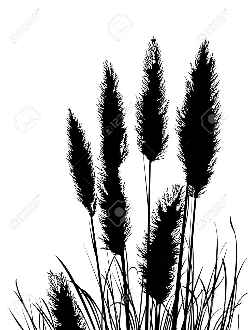 Pampas Grass clipart #13, Download drawings