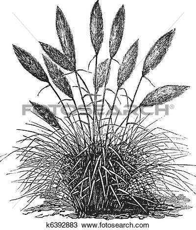 Pampas Grass clipart #14, Download drawings