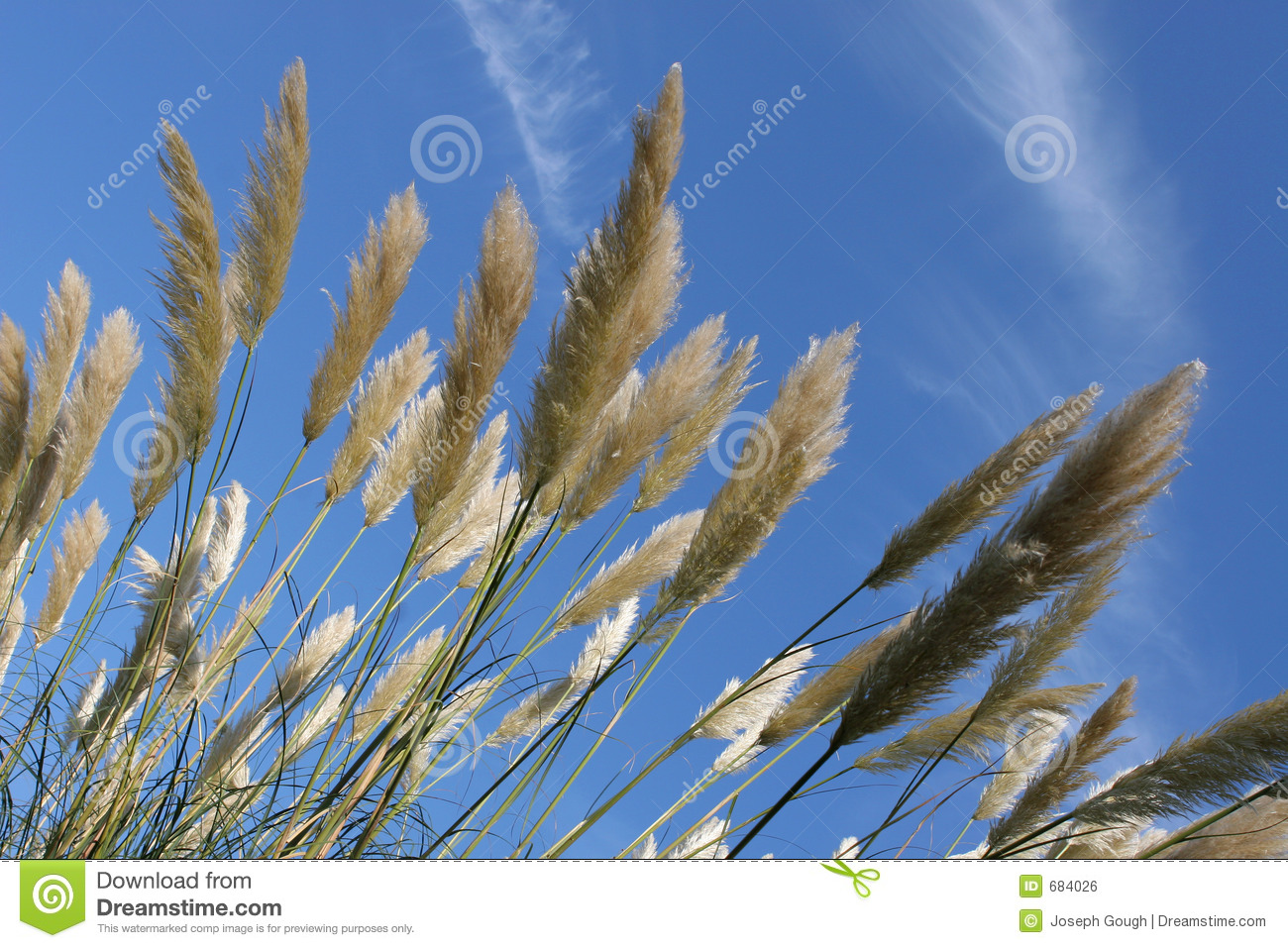 Pampas Grass clipart #16, Download drawings