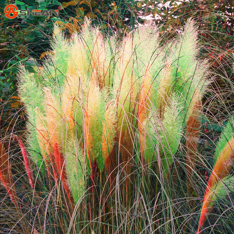 Pampas Grass coloring #18, Download drawings