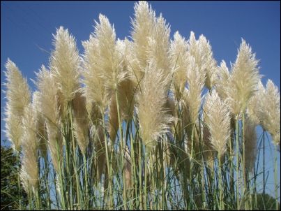 Pampas Grass coloring #12, Download drawings