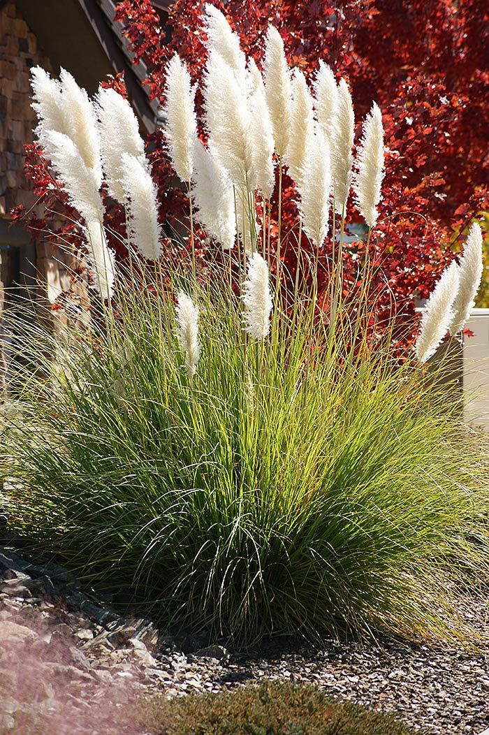 Pampas Grass coloring #15, Download drawings