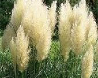 Pampas Grass svg #4, Download drawings