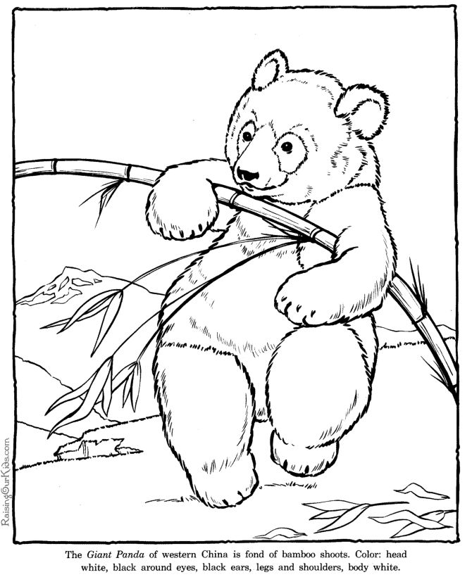 Panda coloring #19, Download drawings