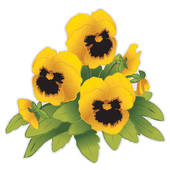 Pansy clipart #13, Download drawings
